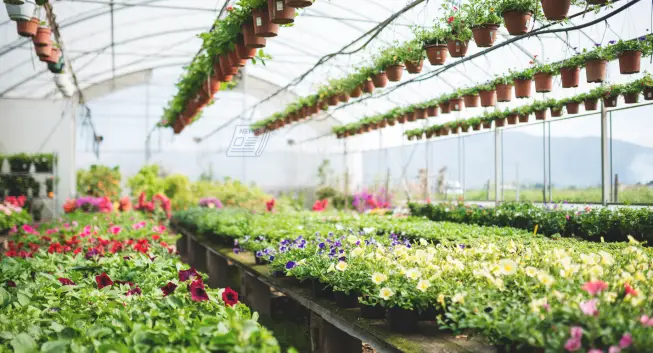 indoor plants Dubai